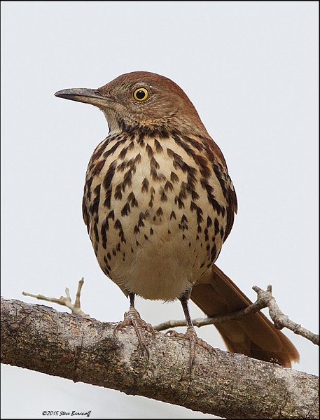 _5SB6876 brown thrasher.jpg